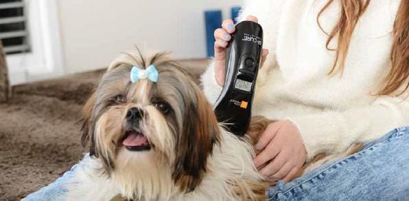 B-Cure laser VET