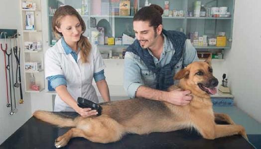 B-Cure Laser Vet koira