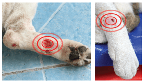 B-cure laser tassuhaava